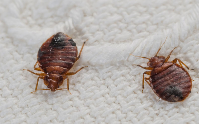 Bed Bugs Pest Control Sharjah, Dubai