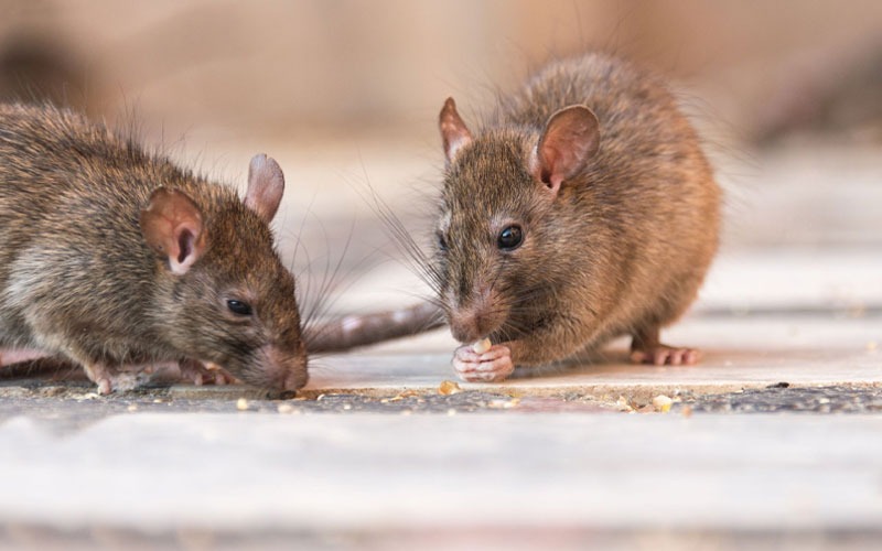 Best Rodent Pest Control Dubai