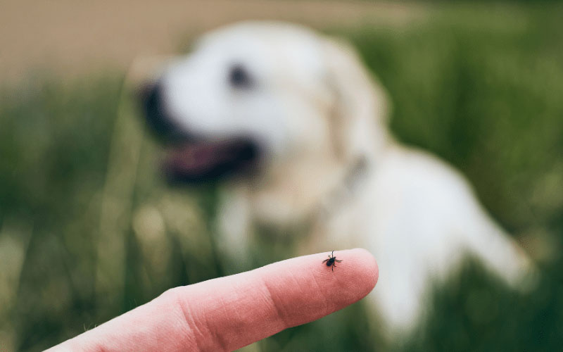 GET RID OF TICKS PREVENTION AND EXTERMINATION METHODS IN DUBAI