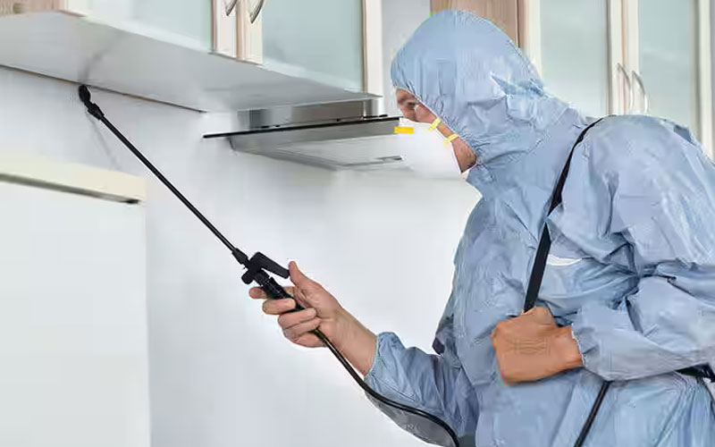 Pest Control Services in Mirdif